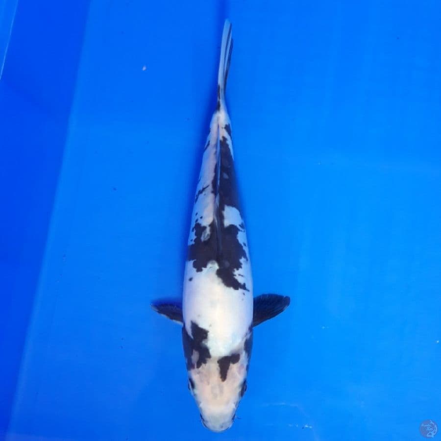 Doitsu Shiro 26cm