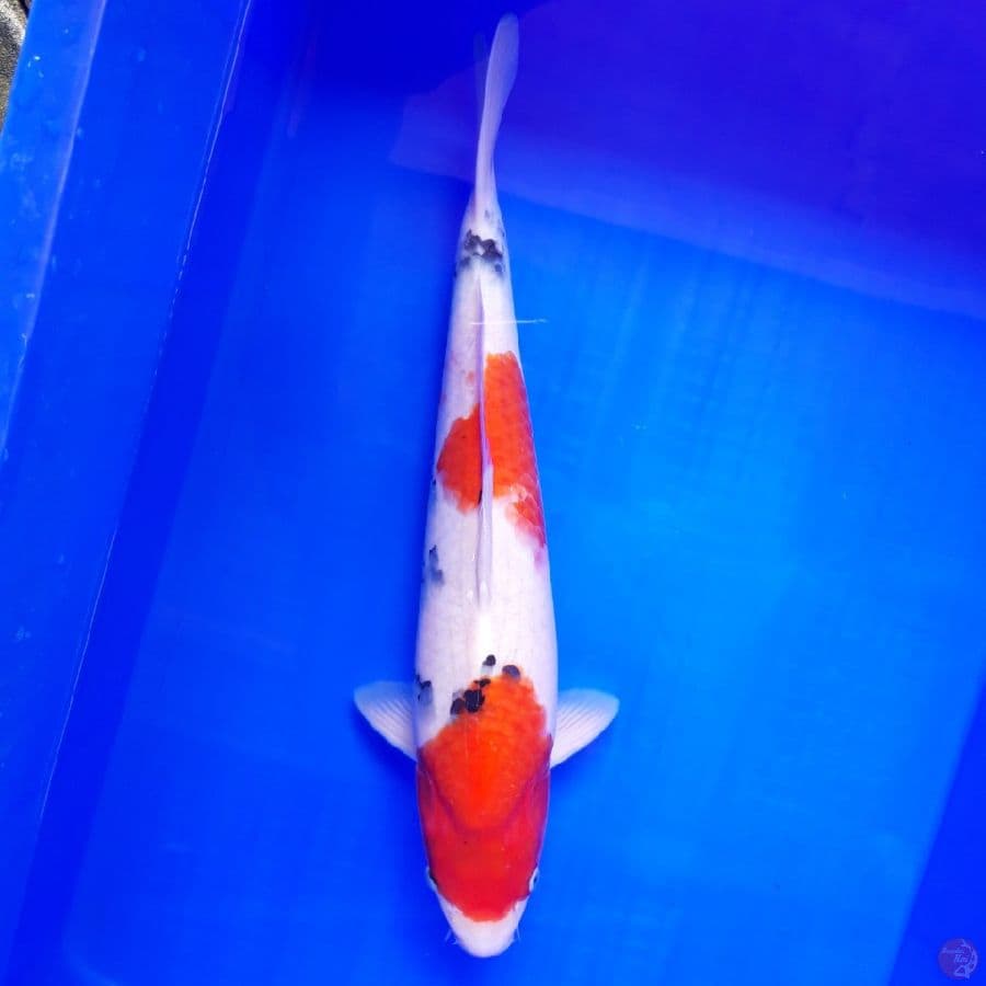 Showa 38cm