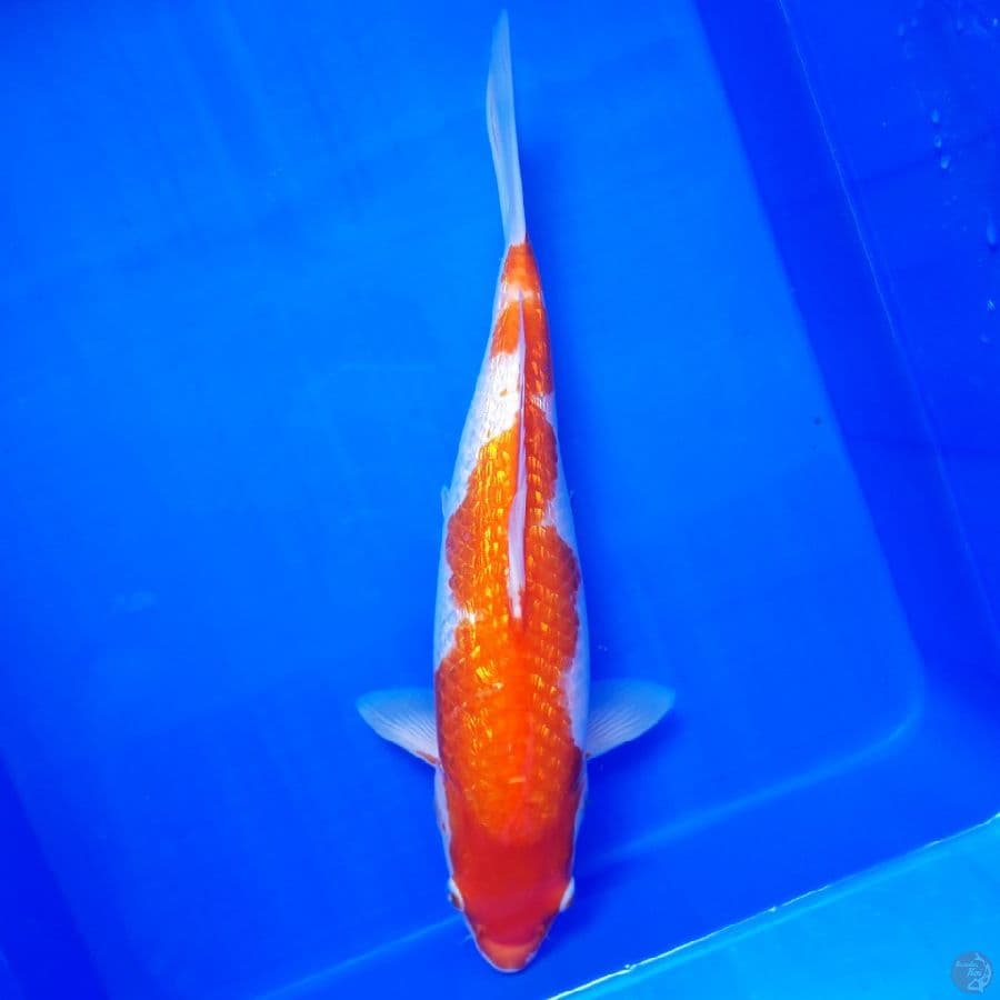 Kohaku Ginrin 35cm