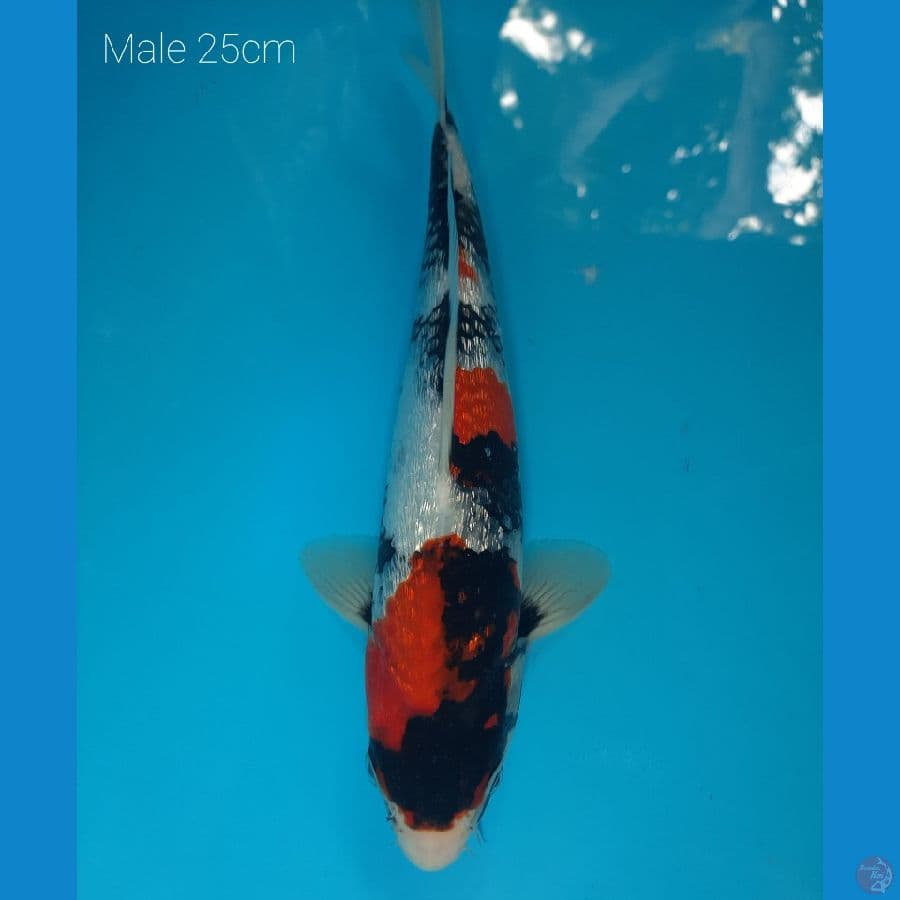 Kinginrin A show Quality male 25cm