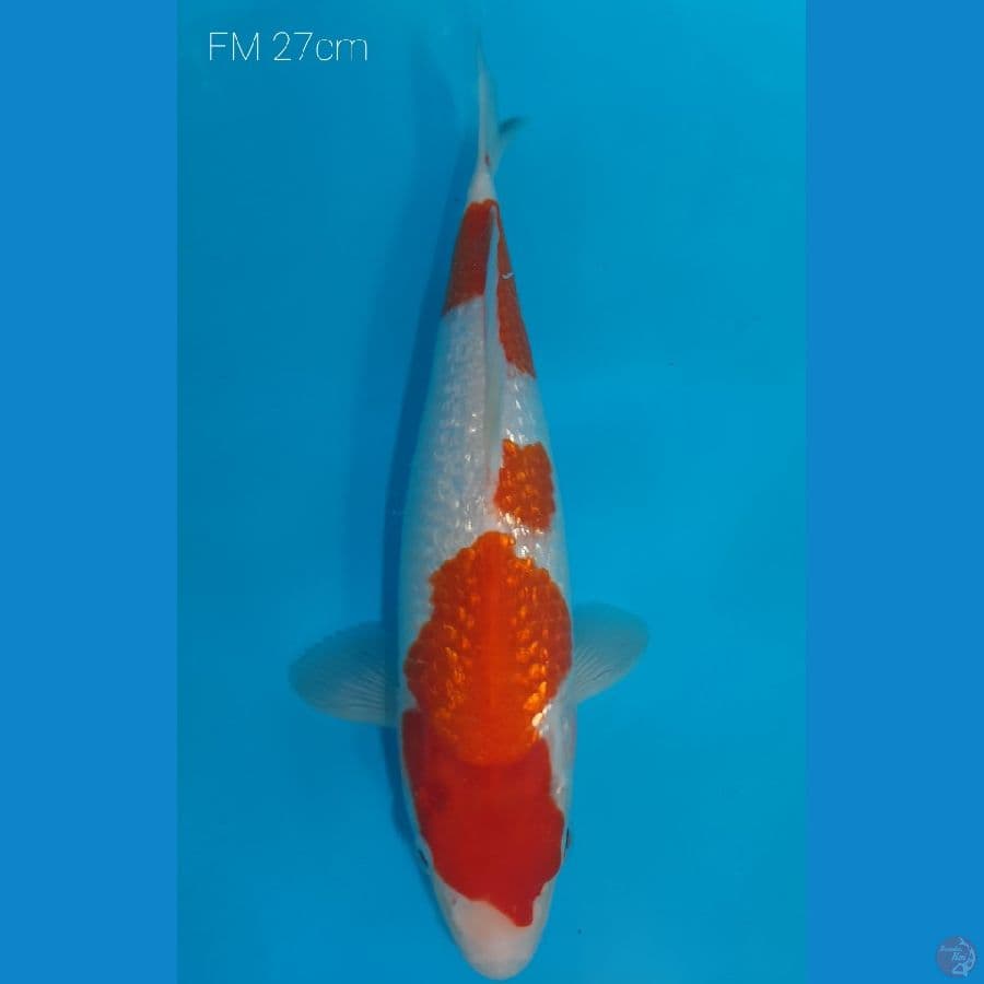 Ready to show FM27cm