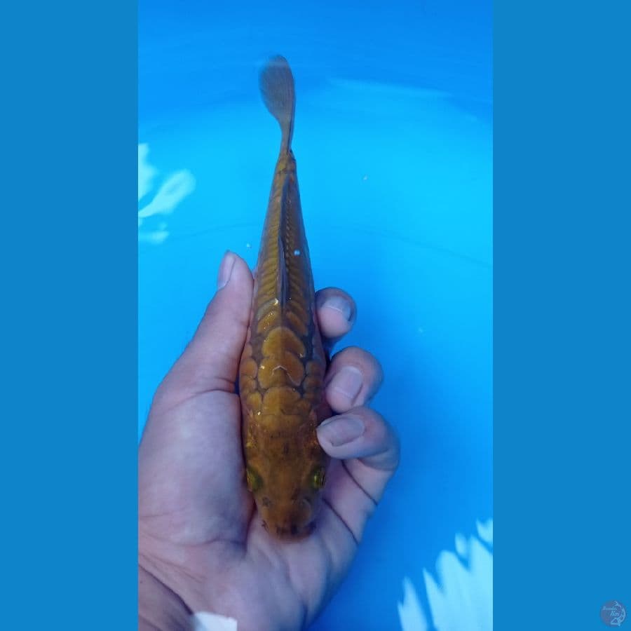 cagoi aragoke joss 19cm