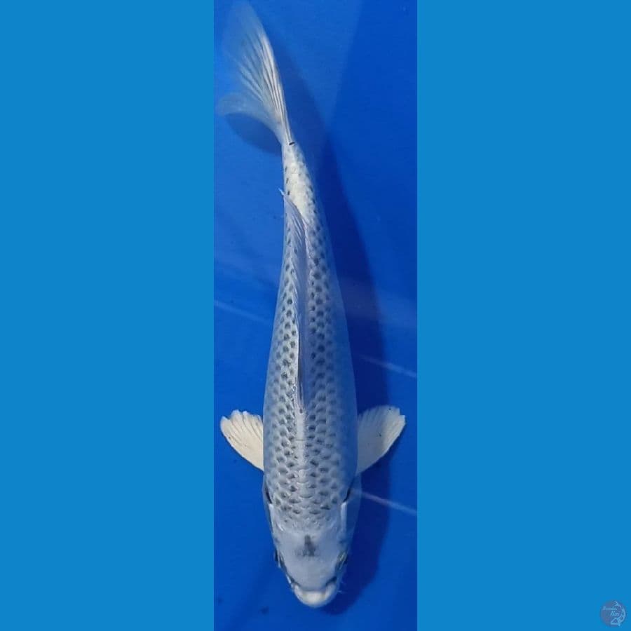 OGON 22 CM