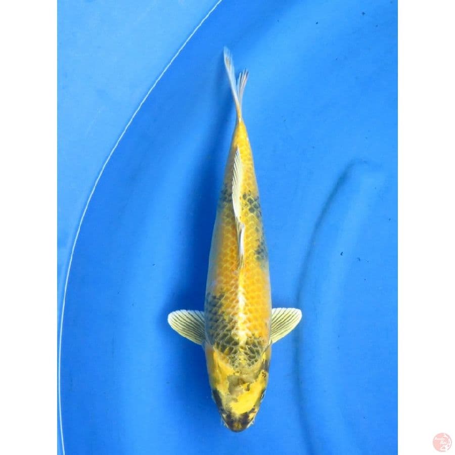 35cm , Kin Ki Utsuri