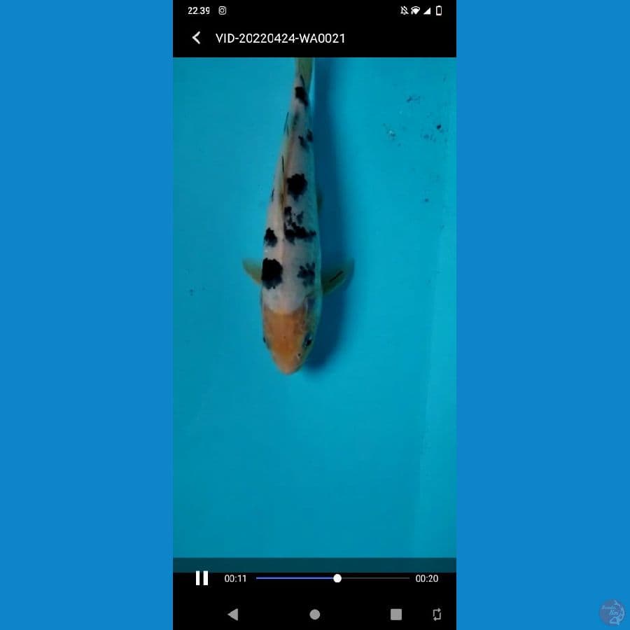 Koi Shiro Beko size 25cm
