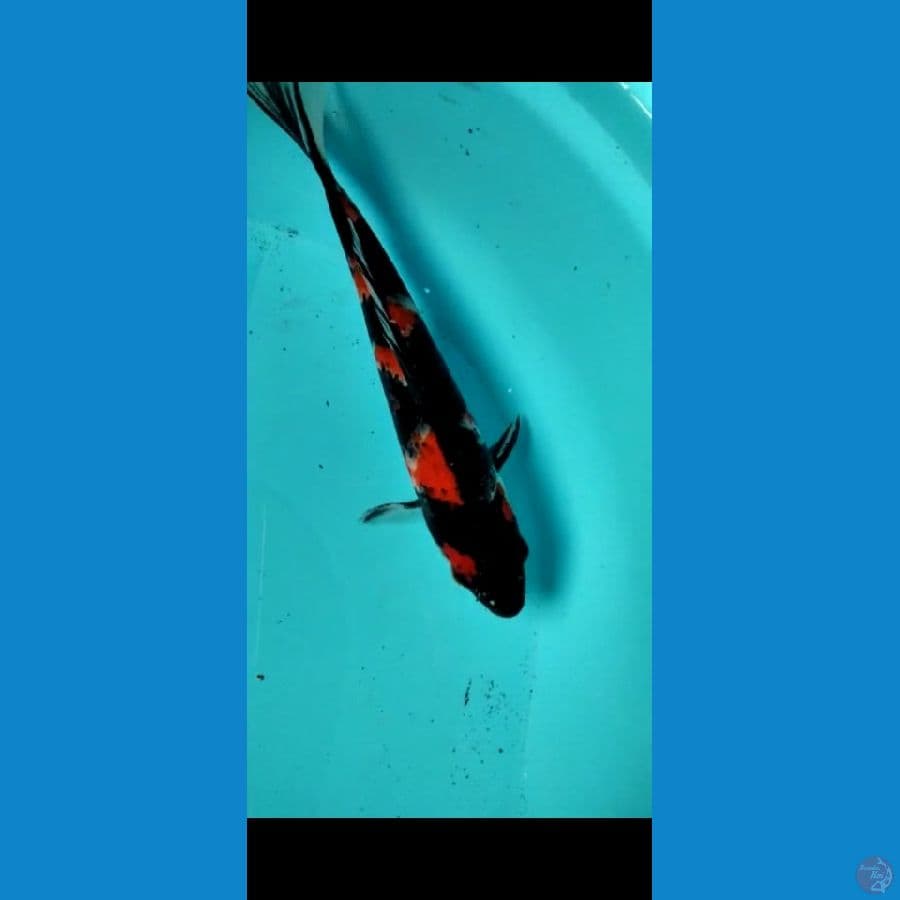 Koi showa size 25cm