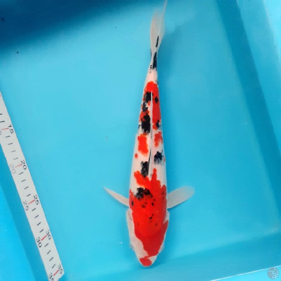 *SANKE 32 CM//FM*