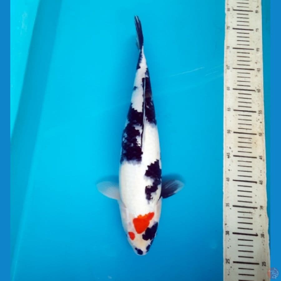 tancho showa 47cm Female