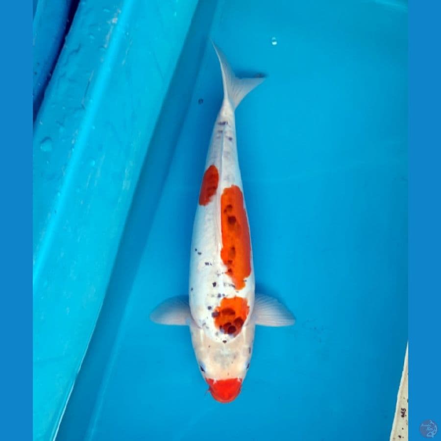 Kawarimono 48cm Female