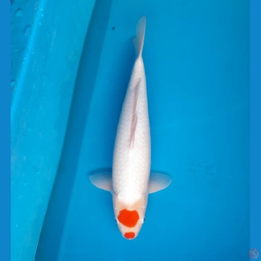Tancho kohaku 42cm Female