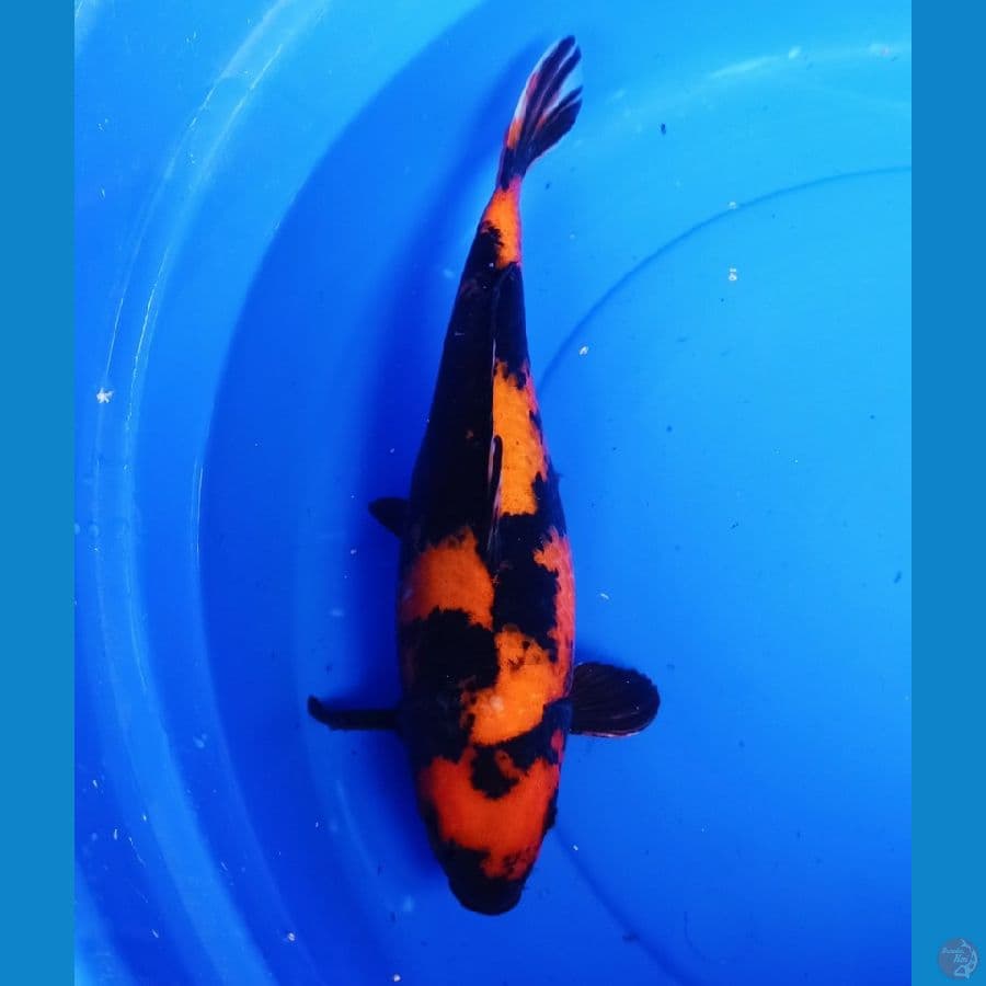 36cm hiutsuri tembus pola bagus