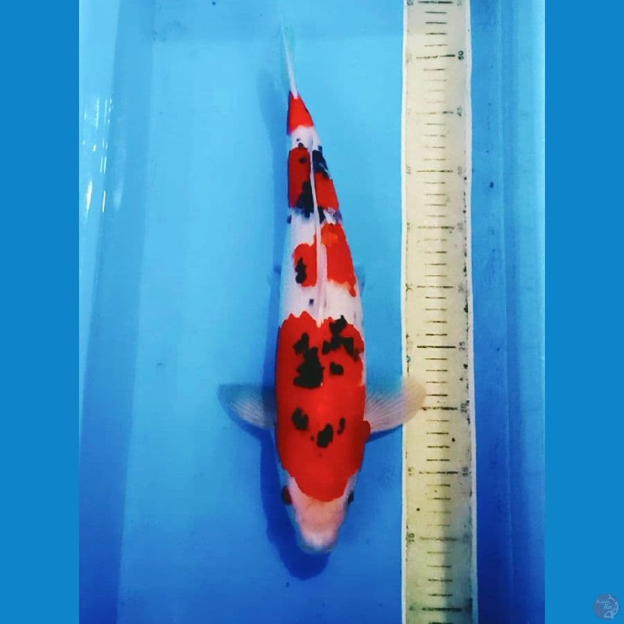 45cm male sanke orie 4step