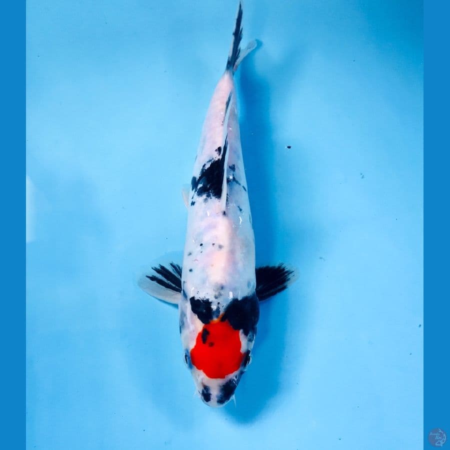 tancho showa doitsu, 20cm