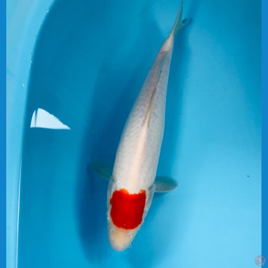 tancho kohaku, 30 cm