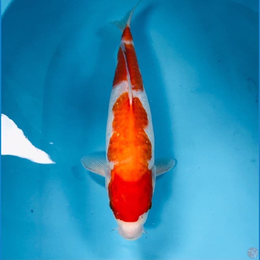 kohaku, 34 cm