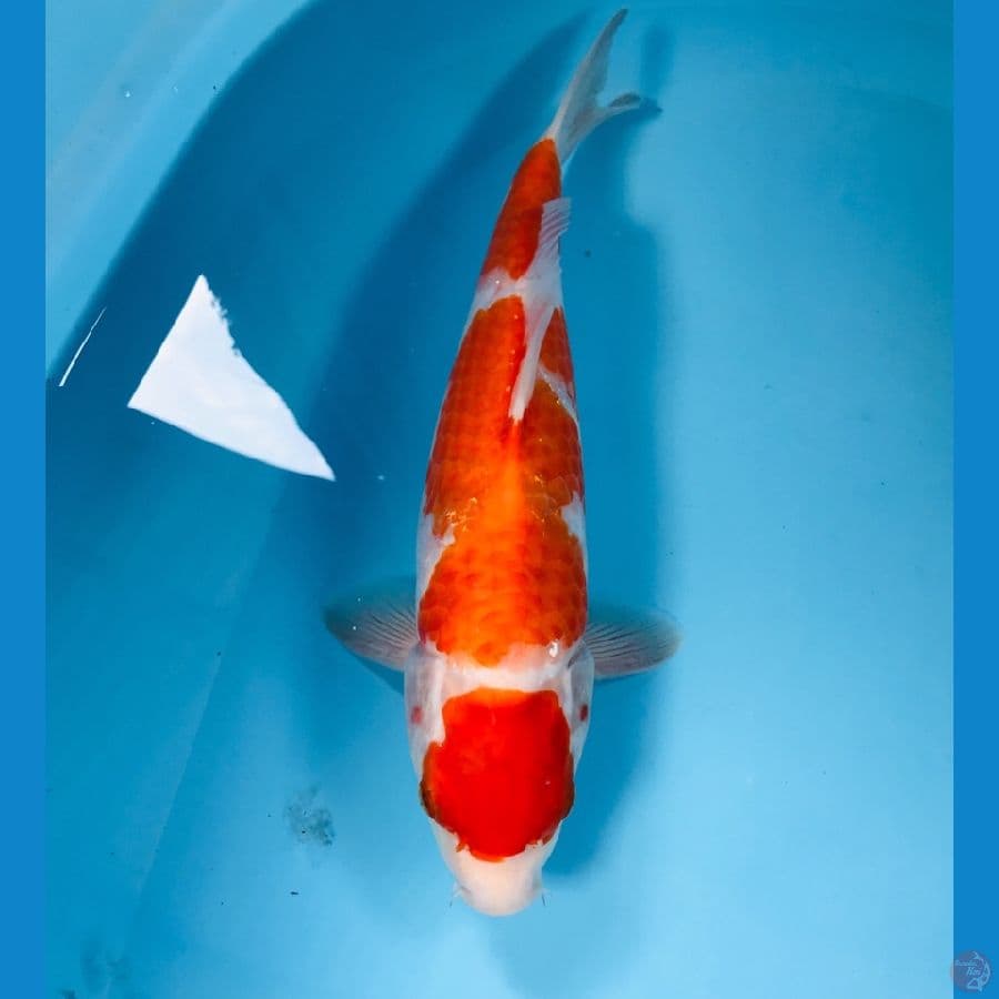 kohaku, 34 cm