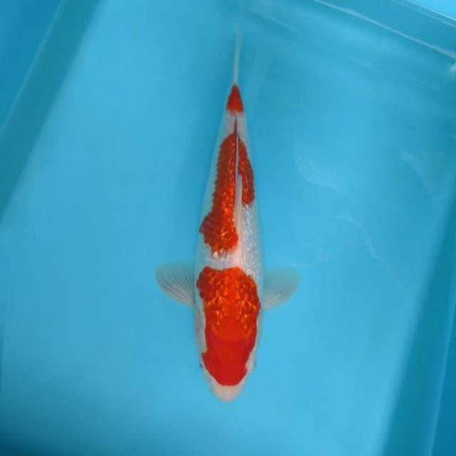 LAFUMA 7 ~ KOHAKU 3 STEPS,-