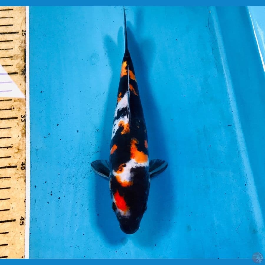 showa doitsu, 22 cm