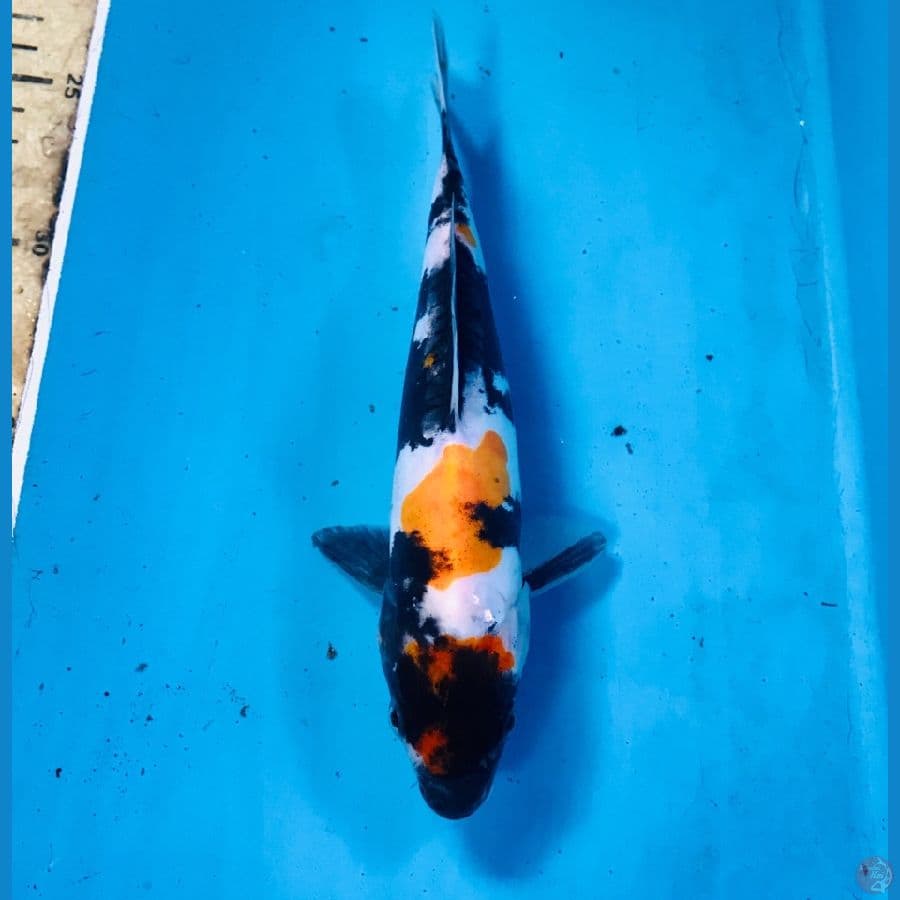 showa doitsu, 20 cm