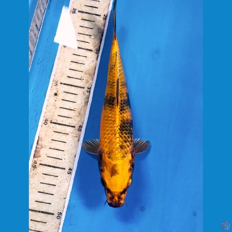 hikari utsuri, 25 cm