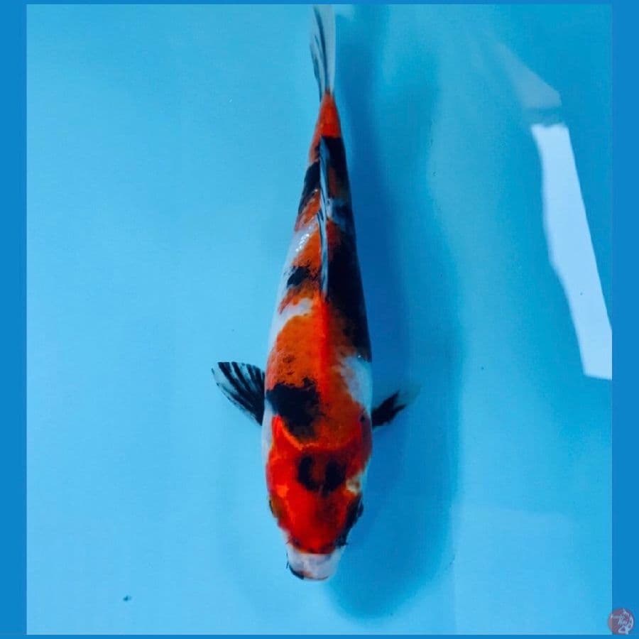 showa, 20 cm