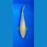 karasi ginrin 30bu