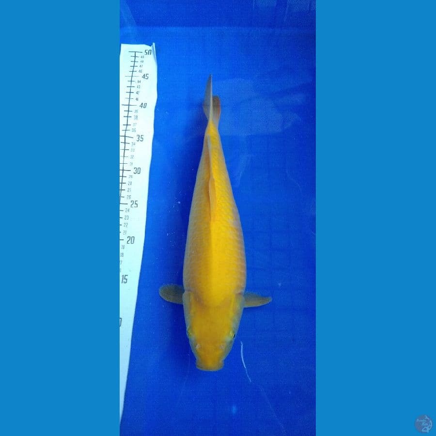 karasi 40 bu