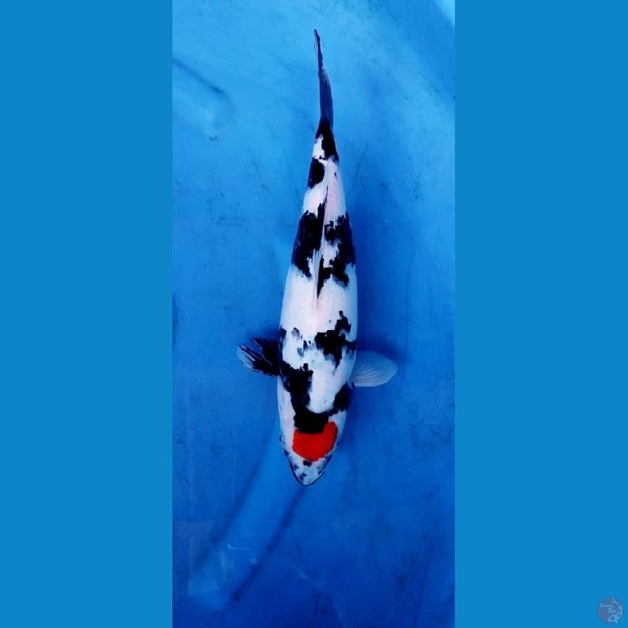 TC showa 35 cm ,, original