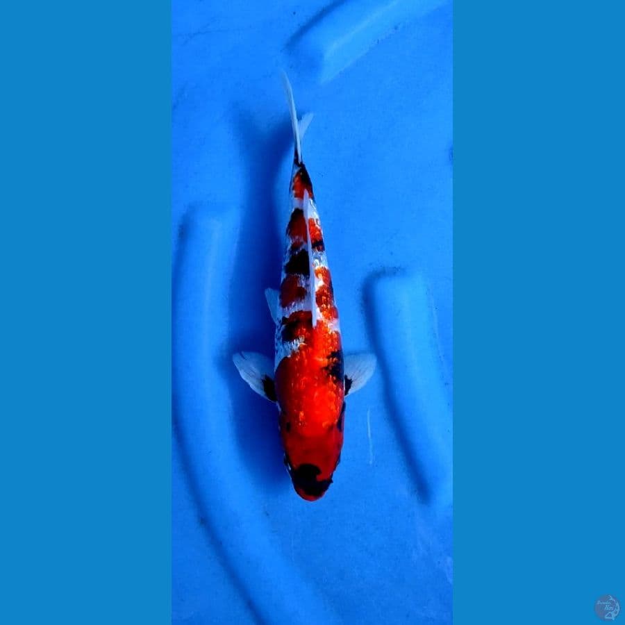 Showa gindrin,, size 28 cm ,, Male