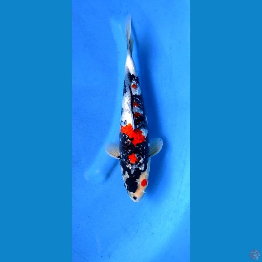 Kindai showa gindrin,, 32 cm,, jantan