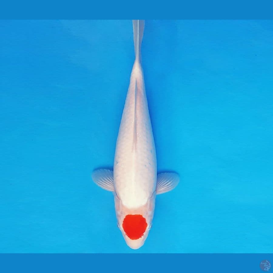 DOJO 3 ~ TANCHO 33 cm/fm ™