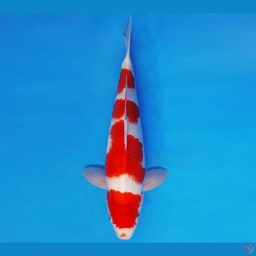 DOJO 6 ~ AI GOROMO 39 cm/male ™