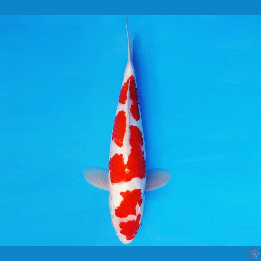 DOJO 7 ~ KOHAKU 35 cm/male ®