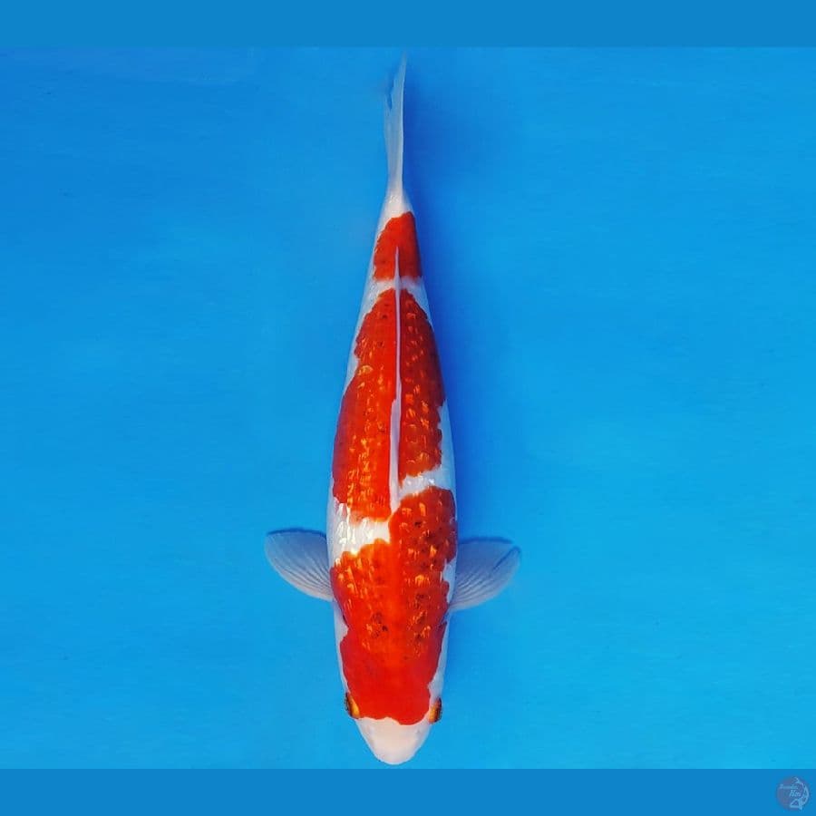 DOJO 9 ~ AI GOROMO GIN RIN 37 cm/fm ™