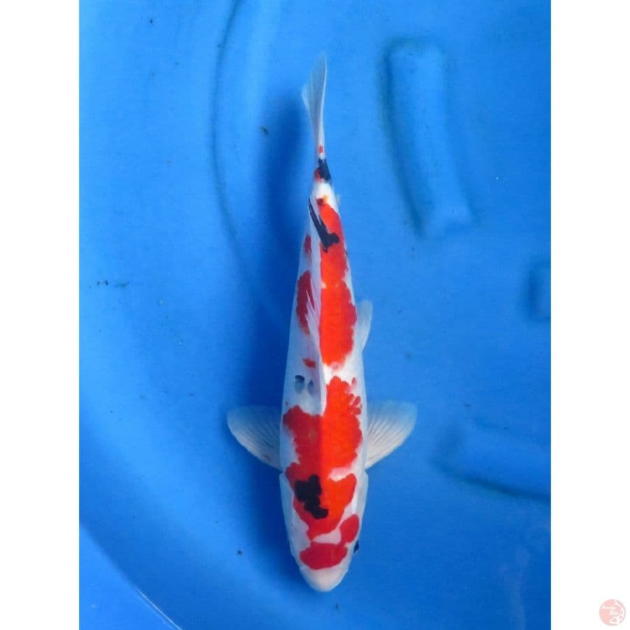 40cm , Red Taisho Sanke Jantan 
