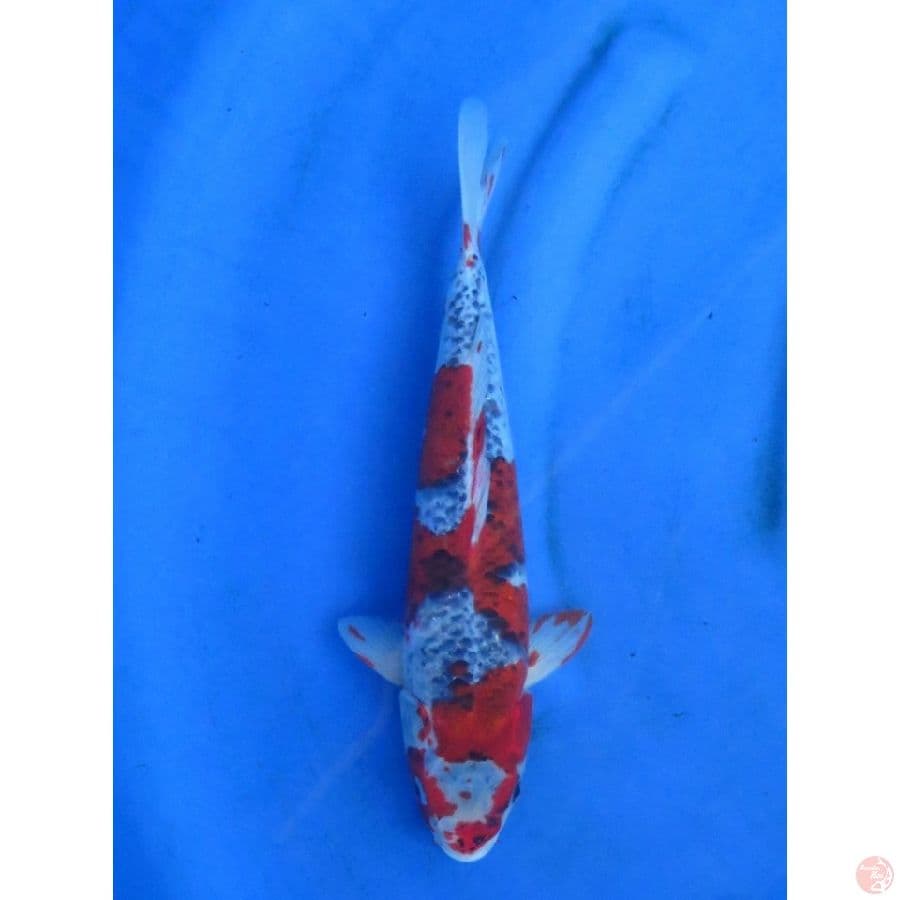 32cm , Red Goshiki Jantan