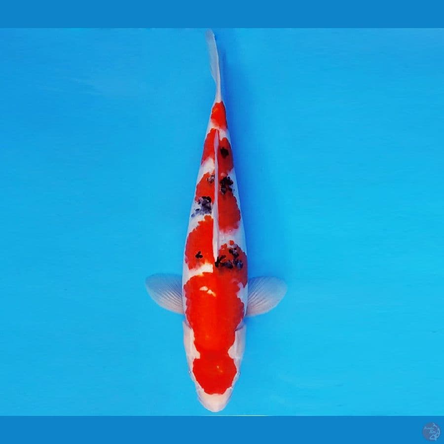 DOJO 13 ~ SANKE 35 cm/fm ™