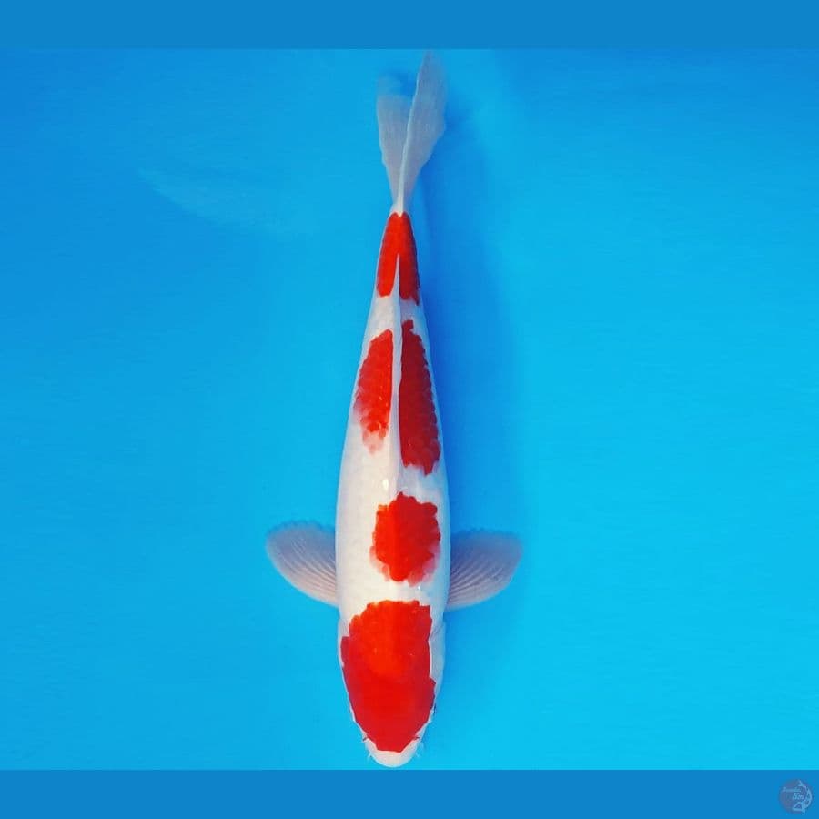 DOJO 16 ~ KOHAKU 4 STEPS 35 cm/fm ™
