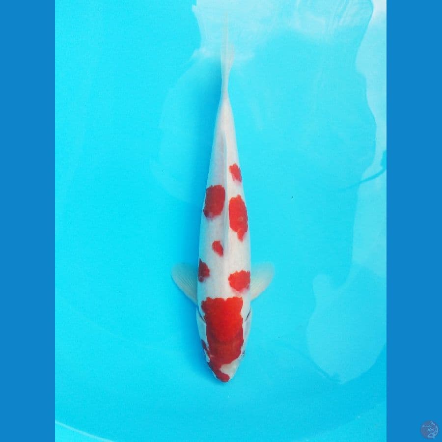 Kohaku 35 BU