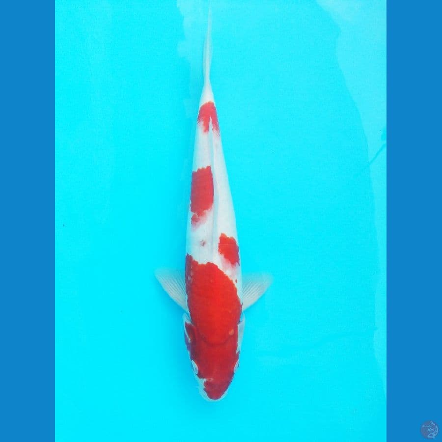 Kohaku 35 BU