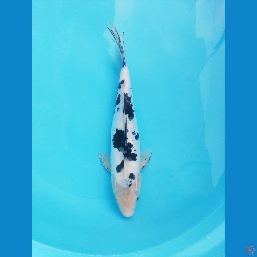 Bekko 35 cm doitsu