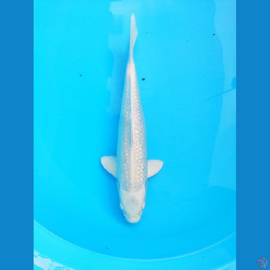 Platinum 35 cm
