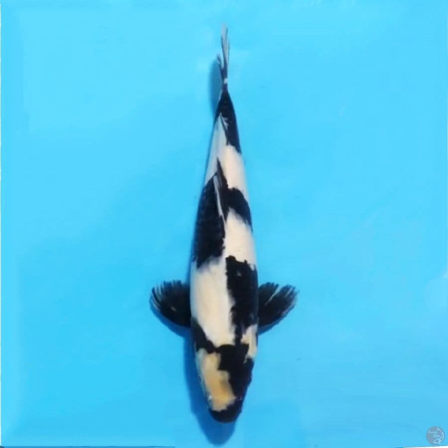 SIZE 40CM SHIRO UTSURI SQ MALE