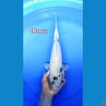 shiro putih bersih 43cm female