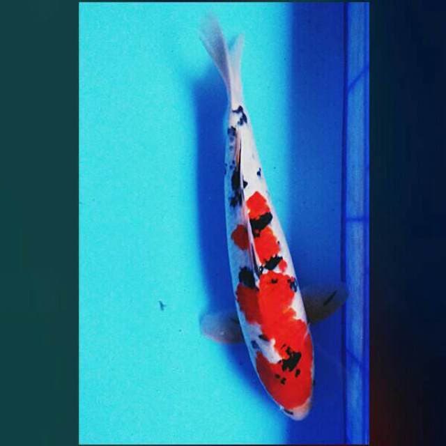 Sanke strong 44cm male