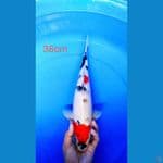 showa 38cm female