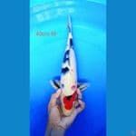showa 40cm 