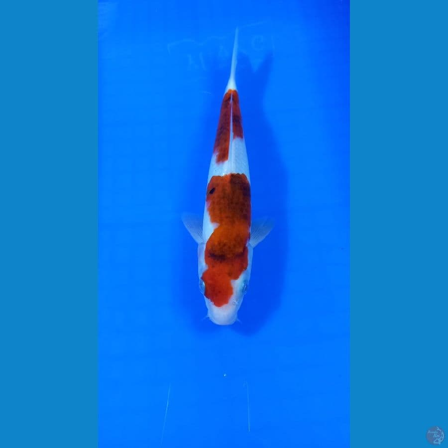 goromo 25 cm