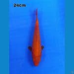 benigoi 24 cm tembus 