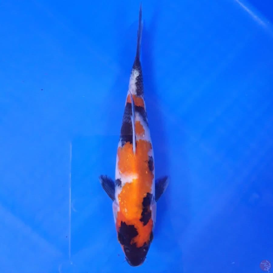 Showa 19cm